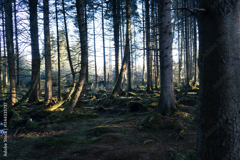 Fototapeta premium Woodland Landscape