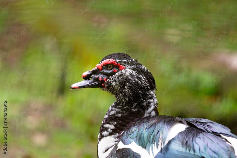 Close-up of a Muscovy duck (Cairina moschata) showcasing its vibrant plumage and red facial caruncles. Blurred background highlights the bird. Perfect for wildlife themes. Close-up of a Muscovy duck (Cairina moschata) showcasing its vibrant plumage and red facial caruncles. Blurred background highlights the bird. Perfect for wildlife themes.