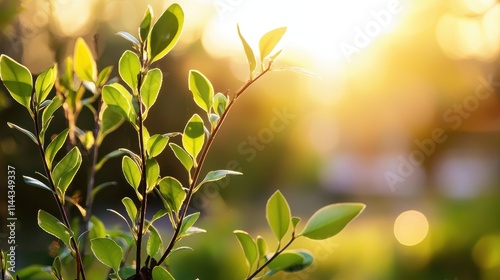 Sunlit Green Leaves Against a Glowing Nature Background at Dusk