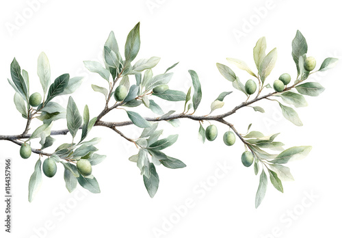 Olive Branch with Green Fruits Isolated on White Background