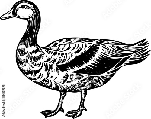 A detailed black and white illustration of a duck, showcasing its distinctive features and elegant posture.