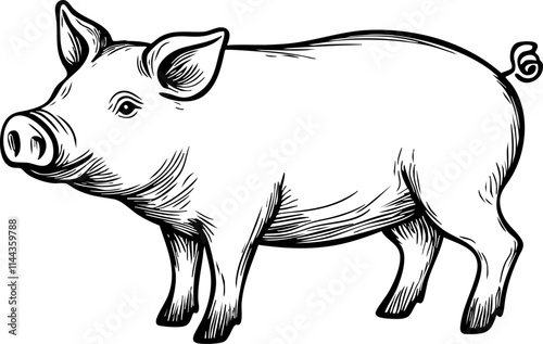 A detailed black and white illustration of a pig, showcasing its features and character, ideal for agricultural themes.