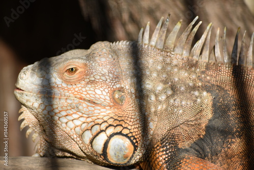 Iguana is a genus of herbivorous lizards that are native to tropical areas of Mexico, Central America, South America, and the Caribbean. The genus was first described by Austrian naturalist J.N. Laure photo