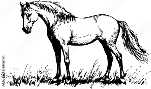 A detailed sketch of a horse standing in a grassy field, showcasing its beauty and grace in a natural setting.