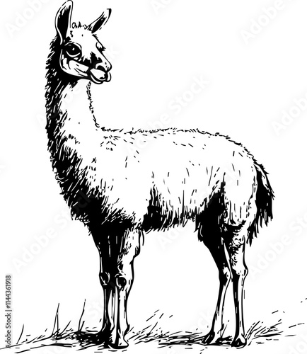 A hand-drawn illustration of a llama, showcasing its distinct features and furry coat in a natural pose.