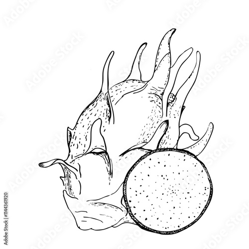 Dragonfruit whole and a round slice vector composition isolated on white. High quality hand drawn black and white art for kitchen items design, packages, restaurant menu, perfume, label, logo and