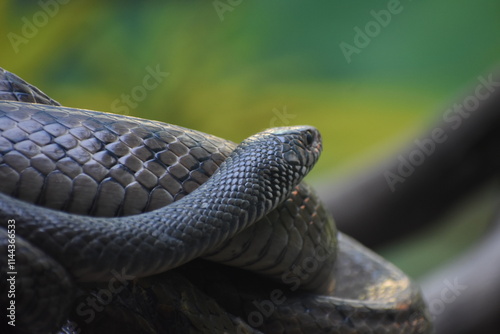 Ptyas mucosa, commonly known as the Oriental rat snake, dhaman or Indian rat snake, is a common non-venomous species of colubrid snake found in parts of South and Southeast Asia. Dhamans are large sna photo