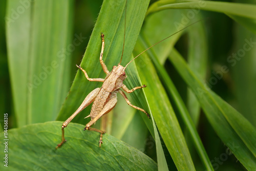 Gemeine Strauchschrecke (Pholidoptera griseoaptera) Weibchen klettert auf grünen Blättern - Baden-Württemberg, Deutschland photo