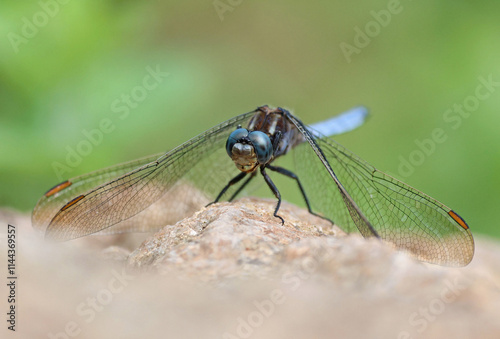 Male keeled skimmer (Orthetrum coerulescens) dragonfly perched on a rock. Portrait of a beautiful blue dragonfly on the ground by the river. Asturias, Spain. photo