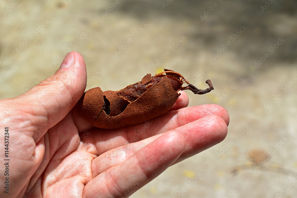 Tamarind (Tamarindus indica) on hand, Rio de Janeiro, Brazil