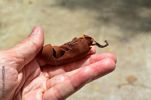 Obraz na płótnie Tamarind (Tamarindus indica) on hand, Rio de Janeiro, Brazil w salonie