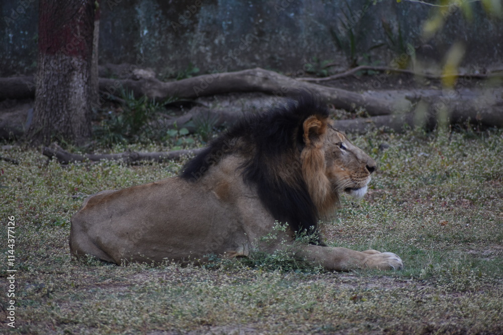 Naklejka premium Wild Lion, Indore Zoo, MP India