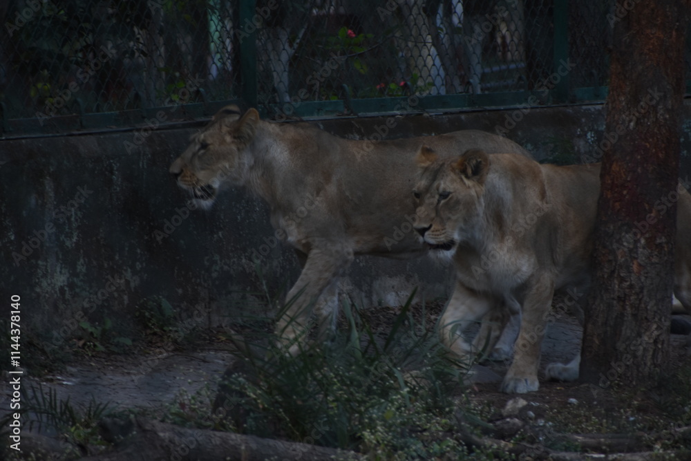 Fototapeta premium Wild Lion, Indore Zoo, MP India