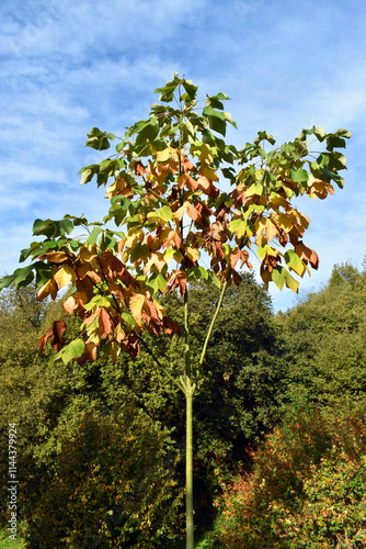 Autumn coloured leaves on the Chinese parasol tree (Firmiana simplex)