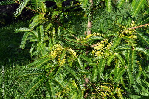 Detail of the green leaves of the conifer Torreya grandis photo