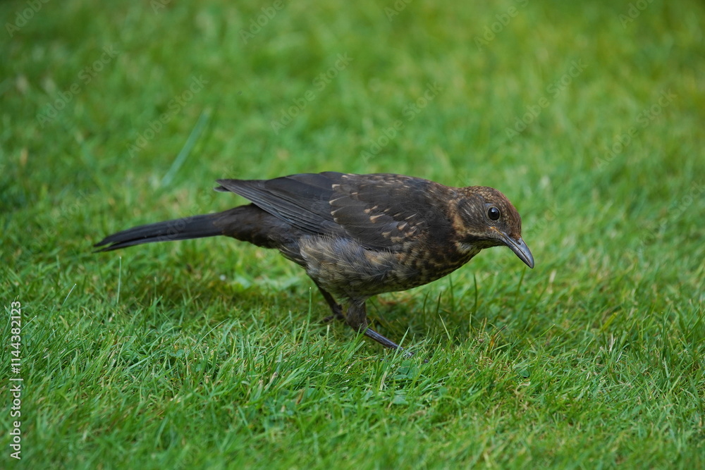 blackbird in the garden blackbird in the garden