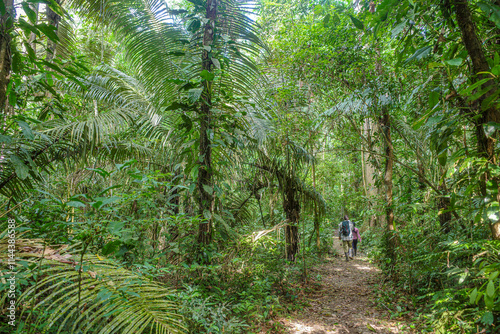 Tambopata, Peru - 27 Nov, 2024: Guided nature walks from an ecotourism lodge in the Amazon rainforest