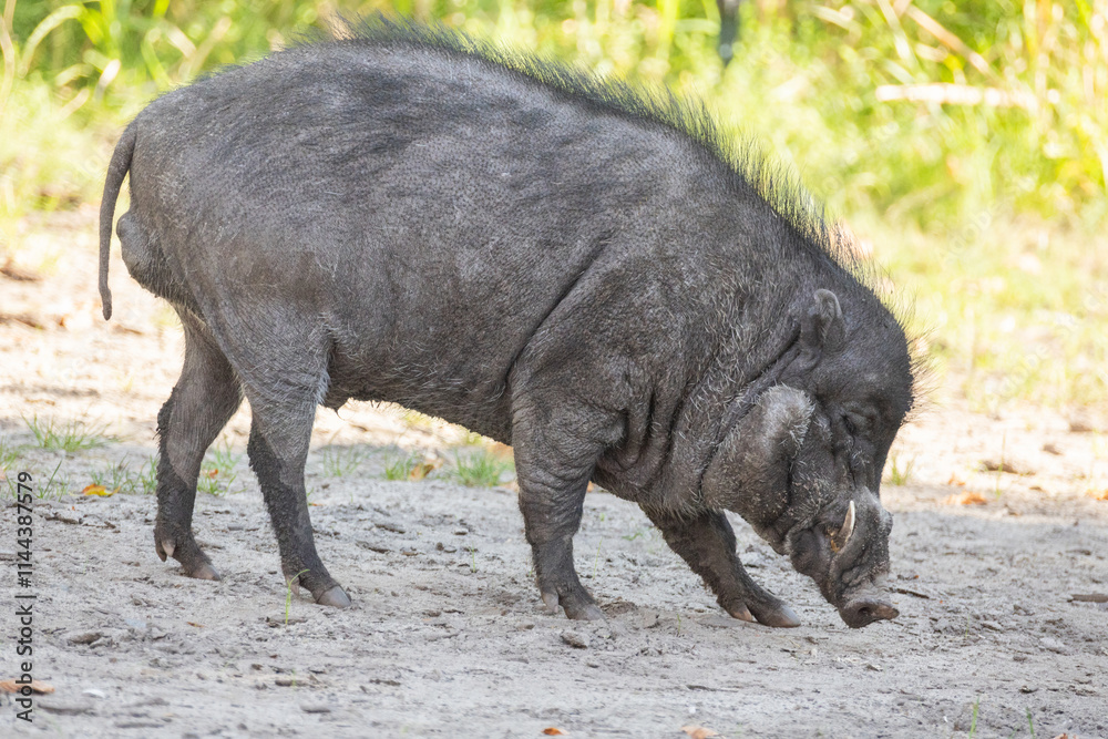 Big adult boar of Visayan warty pig Sus cebifrons Big adult boar of Visayan warty pig Sus cebifrons
