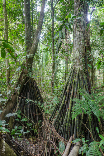 Tambopata, Peru - 26 Nov, 2024: Socratea exorrhiza, a walking palm or cashapona, a palm tre native to rainforests in tropical Central and South America photo