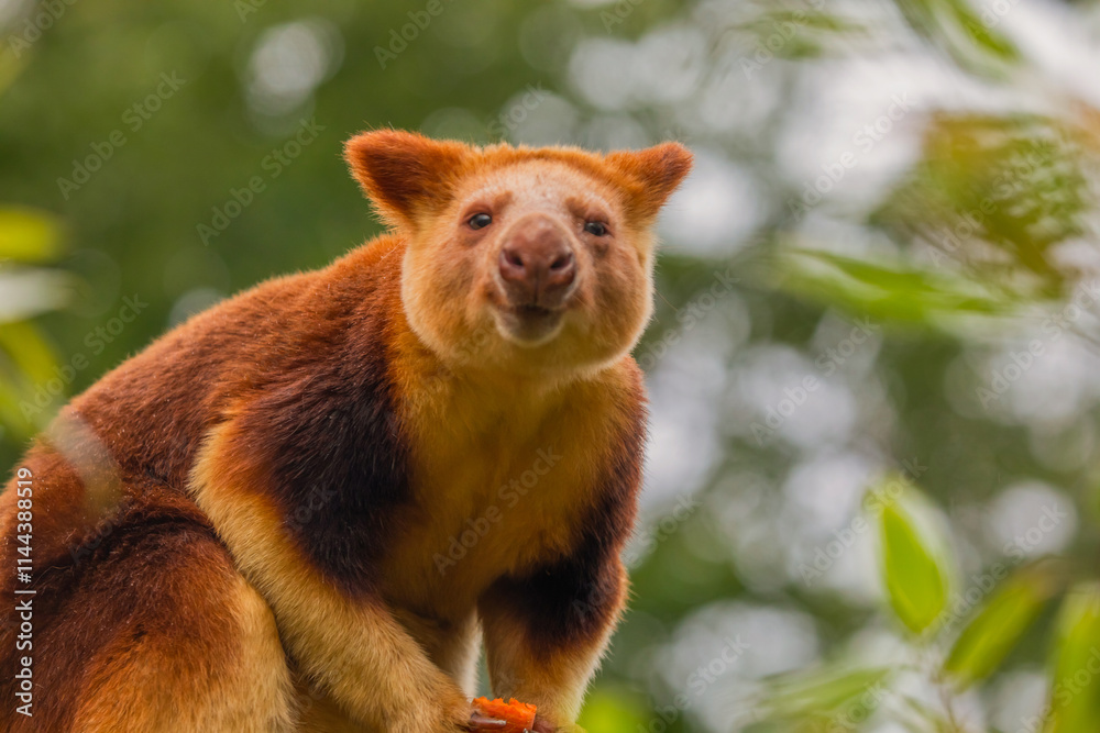 Obraz premium Goodfellow's Tree Kangaroo, portrait of very cute rare red animal.