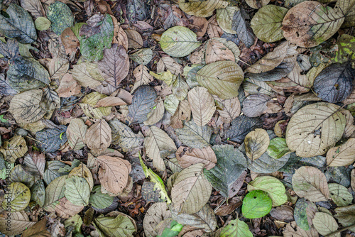 Tambopata, Peru - 28 Nov, 2024: Leafs and foliage on the floor of the Amazon rainforest photo