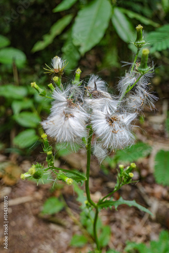 Tambopata, Peru - 27 Nov, 2024: White petals on a delicate flower in the Peruvian Amazon photo