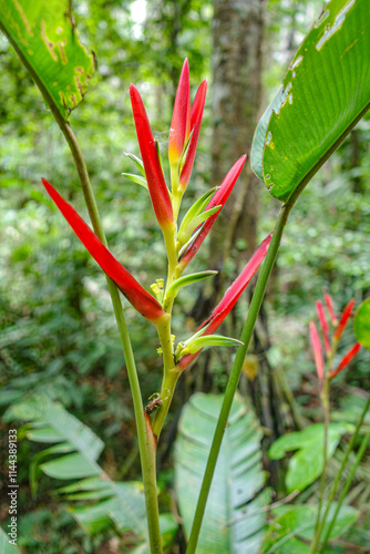 Tambopata, Peru - 26 Nov, 2024: Heliconia Metallica flowers in the Amazon rainforest photo