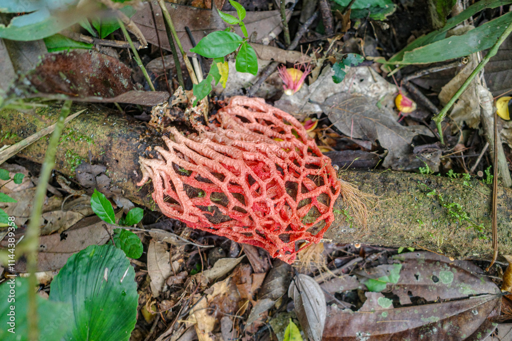 Tambopata, Peru - 27 Nov, 2024: Stinkhorn Fungi, Dictyophora indusiata, in the Amazon rainforest Tambopata, Peru - 27 Nov, 2024: Stinkhorn Fungi, Dictyophora indusiata, in the Amazon rainforest