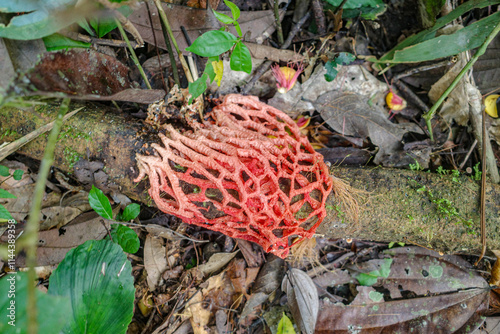 Tambopata, Peru - 27 Nov, 2024: Stinkhorn Fungi, Dictyophora indusiata, in the Amazon rainforest photo