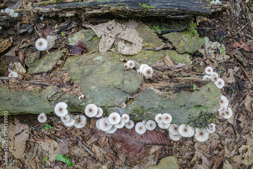Photos Tambopata, Peru - 28 Nov, 2024: Wild mushroom species growing on trees in the Am