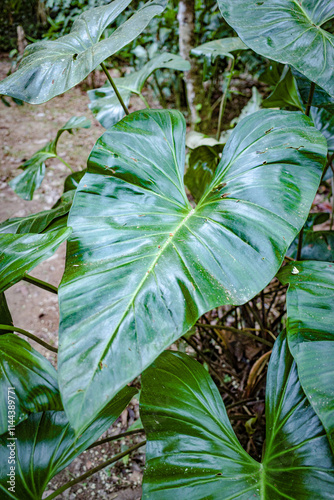 Tambopata, Peru - 28 Nov, 2024: Green plant leaf details in the Amazon rainforest, Peru photo