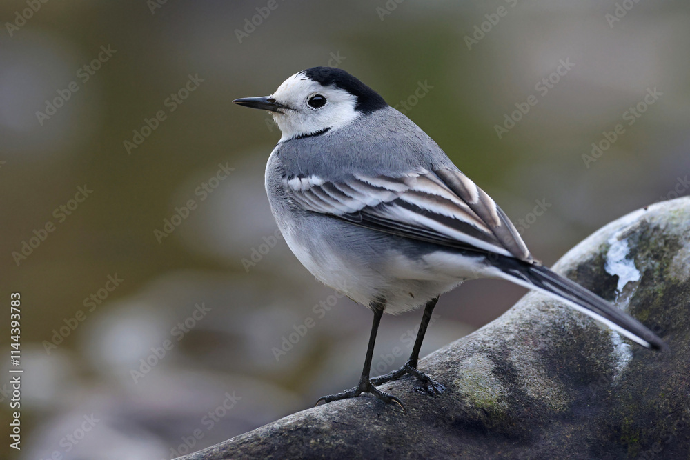 Obraz premium Portrait of an adult white wagtail (Motacilla alba) perched in a rock by the river. Beautiful and cute garden bird looking for insects in the wild. High resolution image of a bird and habitat.
