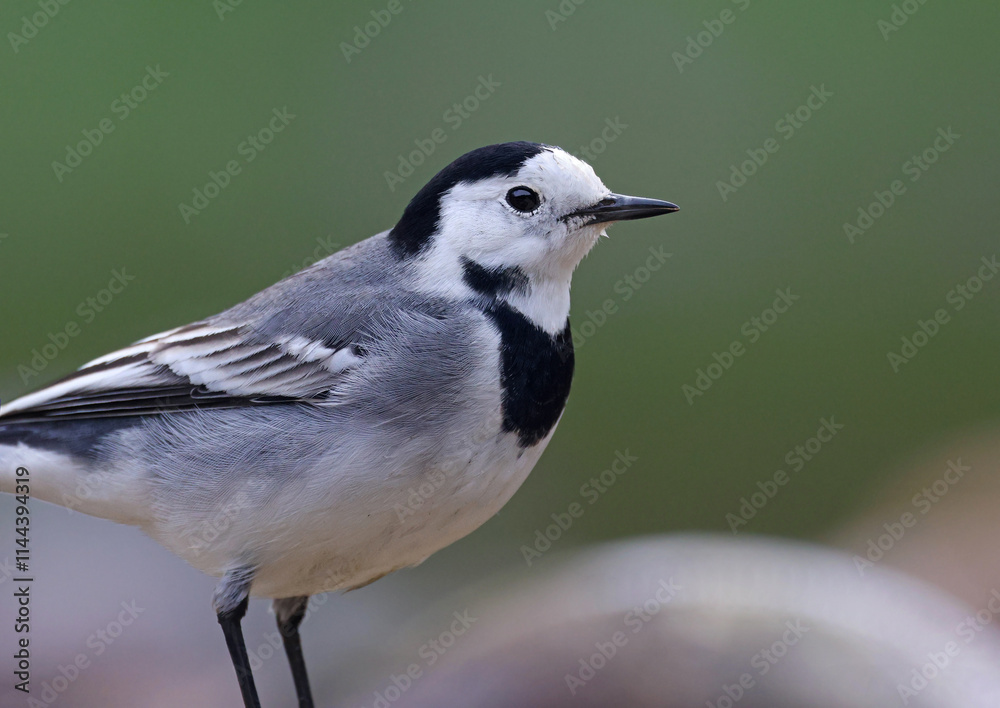 Naklejka premium Portrait of an adult white wagtail (Motacilla alba) by the river. Beautiful and cute garden bird looking for insects in the wild. High resolution image of a bird in its environment.