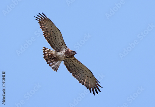 Short-toed eagle (Circaetus gallicus) in flight. Snake eagle flying with blue sky background. Portrait of a powerful wild eagle with yellow eye looking for prey. Asturias, Spain.