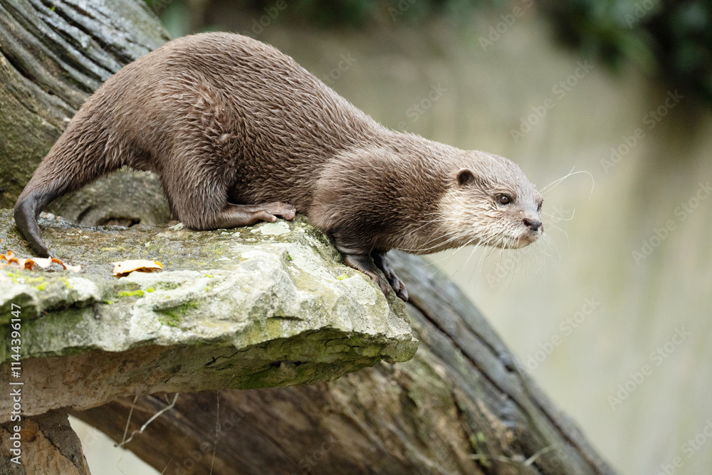Asian small clawed otter Amblonyx cinerea, small clawed otter Asian small clawed otter Amblonyx cinerea, small clawed otter