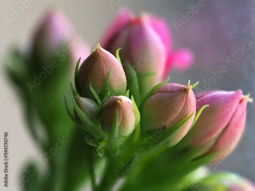 macro photo of kalanchoe buds blossoming photo