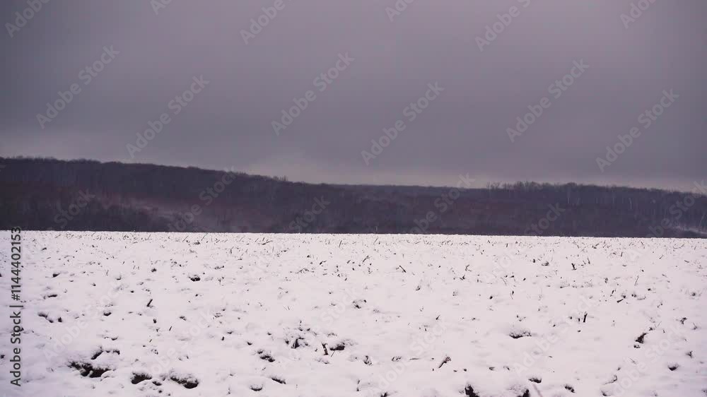 Snowy field in winter in motion. View of a winter field and forest in motion. Snowy field in winter in motion. View of a winter field and forest in motion.