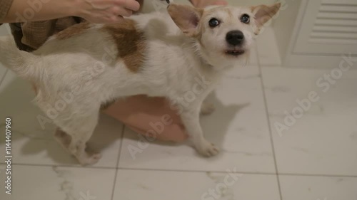 someone is brushing an aggressive dog. pet grooming