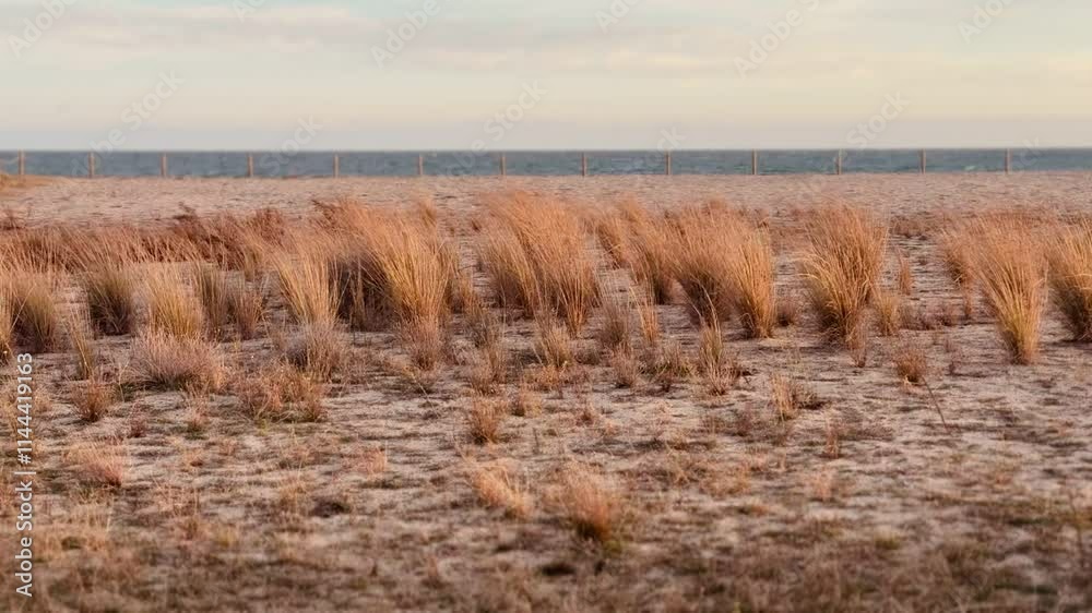 Beach Landscape at Sunset with Sand, Plants, and Gentle Wind, Creating a Peaceful Coastal Scene. Beach Landscape at Sunset with Sand, Plants, and Gentle Wind, Creating a Peaceful Coastal Scene.