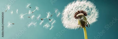 Dandelion seeds drifting through the air under a clear blue sky creating a se...
