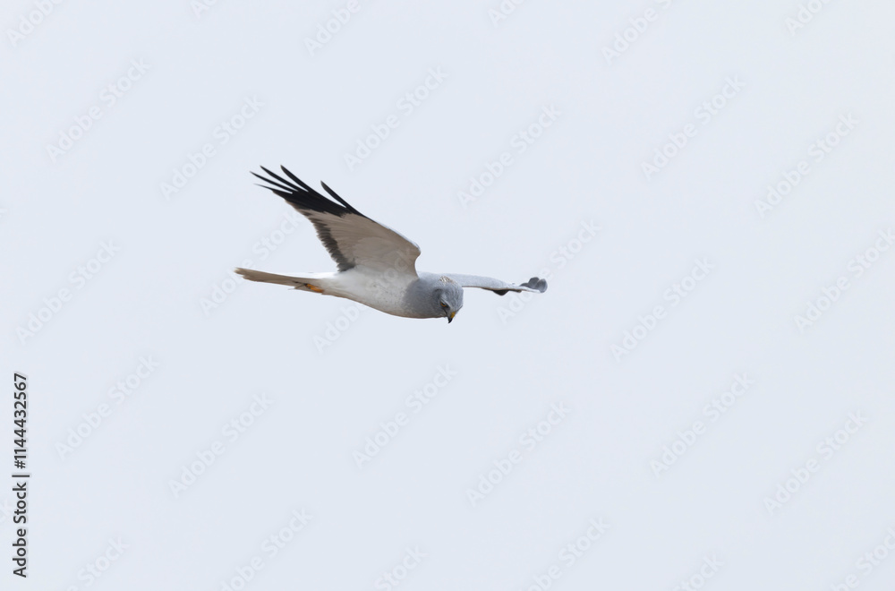 Hen Circus cyaneus in flight in Camargue, Southern France Hen Circus cyaneus in flight in Camargue, Southern France