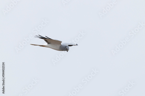 Hen Circus cyaneus in flight in Camargue, Southern France