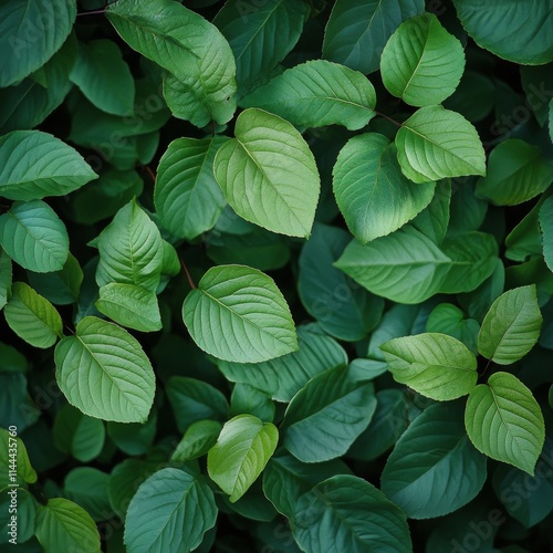 Lush green leaves of various shapes and sizes create a vibrant natural tapest...