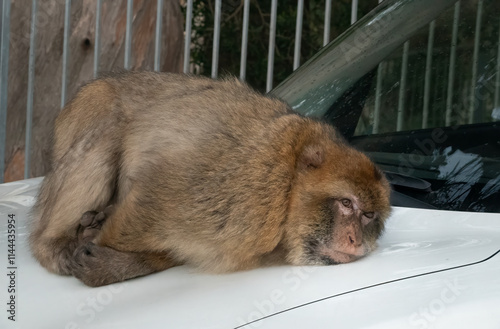 Barbary macaque resting and enjoying the lingering heat of the hood of a tourist car in the Gilbraltar nature reserve, UK photo