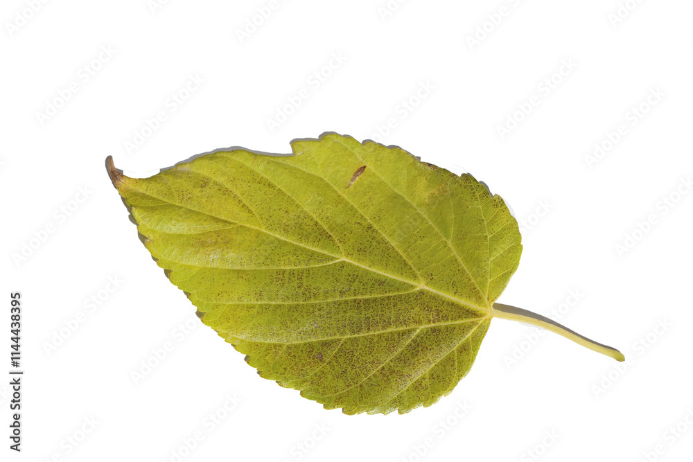 Fototapeta premium mulberry leaf (Morus alba) isolated on white
