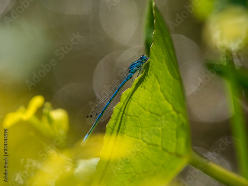 Azure Damselfly Resting on a Leaf photo
