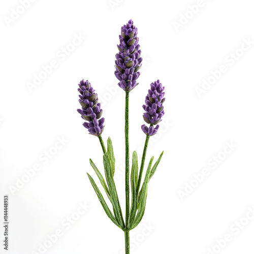 Three lavender sprigs on white background.