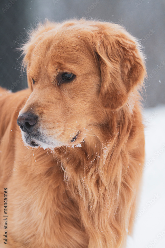 Fototapeta premium Happy Golden Retriever playing in the snow. Smiling Family pet in a winter setting.