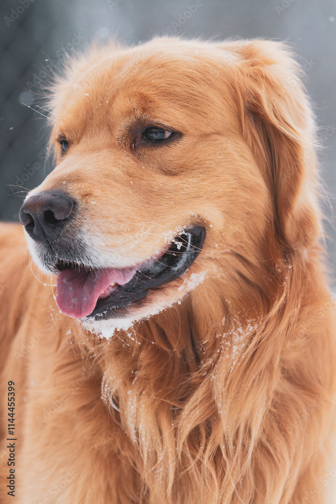Happy Golden Retriever smiles while playing in the snow. Smiling Family pet in a winter setting. Happy Golden Retriever smiles while playing in the snow. Smiling Family pet in a winter setting.