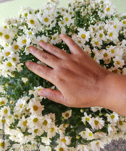 hand with camomile photo